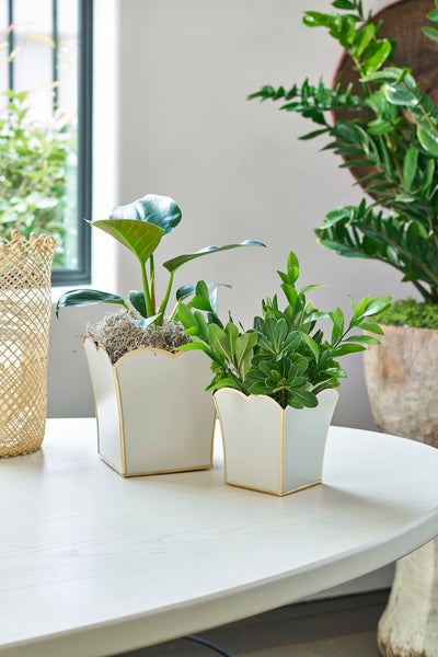 Gracie Scarlett Square Cachepot Planter White