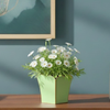 Gracie Scarlett Square Cachepot Planter - Pistachio
